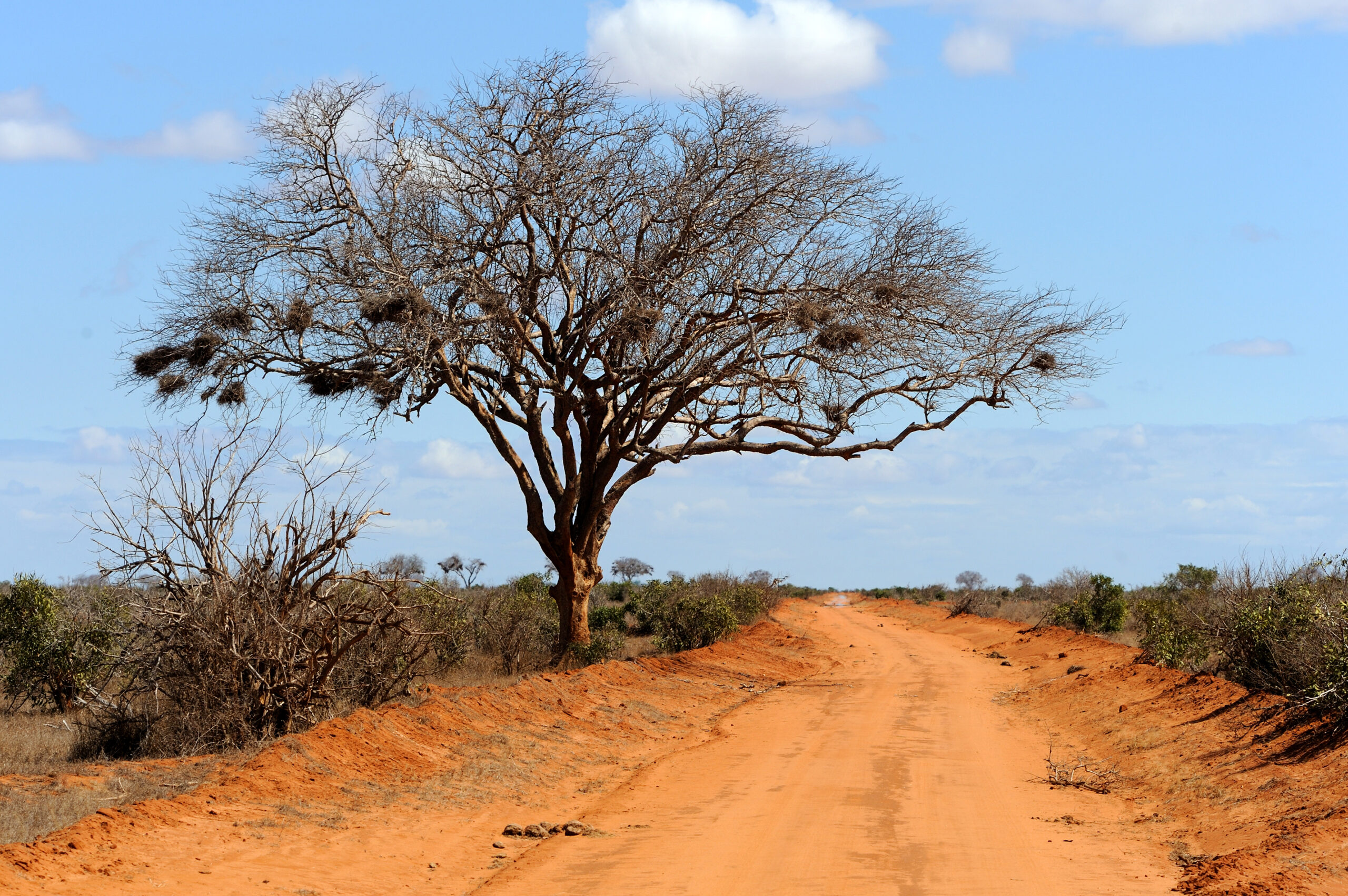 landscape with tree in africa